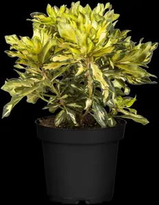 Rhododendron (AK) 'Goldst?ck'
