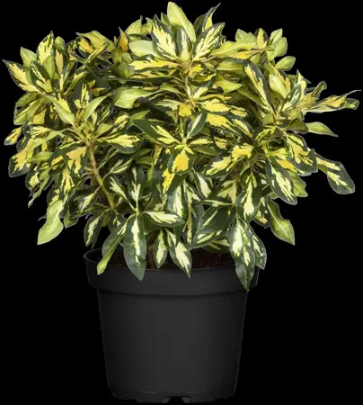 Rhododendron (AK) 'Goldst?ck' - 80-100 CM C18 - image 2