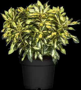 Rhododendron (AK) 'Goldst?ck' - 80-100 CM C18 - image 2