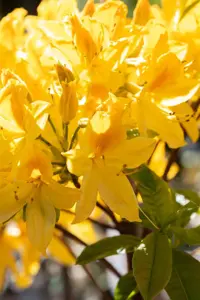 Rhododendron (AK) 'Harvest Moon'