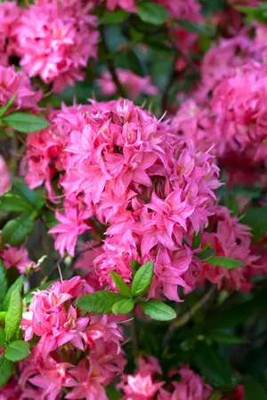 Rhododendron (AK) 'Homebush' - 5 Ltr pot - image 1