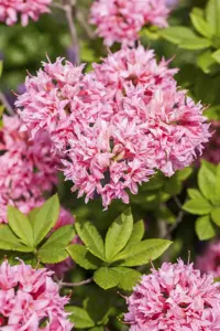 Rhododendron (AK) 'Homebush' - 5 Ltr pot - image 4