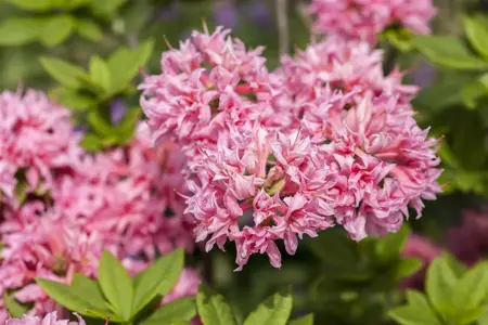 Rhododendron (AK) 'Homebush' - 50-60 CM C5 - image 3