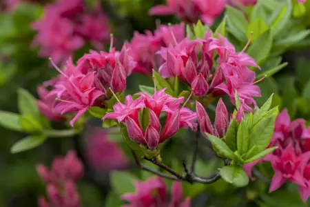 Rhododendron (AK) 'Homebush' - 5 Ltr pot - image 2
