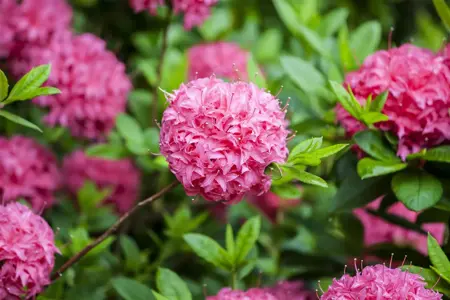 Rhododendron (AK) 'Homebush' - 5 Ltr pot - image 5
