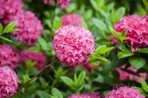 Rhododendron (AK) 'Homebush' - 5 Ltr pot - image 5