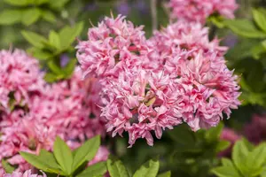 Rhododendron (AK) 'Homebush' - 80-100 CM C25 - image 3