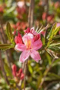 Rhododendron (AK) 'Juniduft' - 30-40 CM C4 - image 2