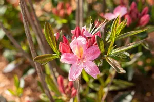 Rhododendron (AK) 'Juniduft'