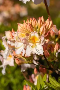 Rhododendron (AK) 'M?we' - 60 CM STEM C6.5 - image 3