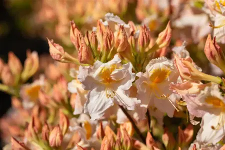 Rhododendron (AK) 'M?we' - 60 CM STEM C6.5 - image 2