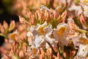 Rhododendron (AK) 'M?we' - 60 CM STEM C6.5 - image 2
