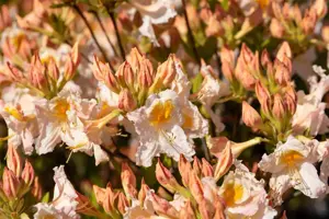 Rhododendron (AK) 'M?we' - 60 CM STEM C6.5 - image 4