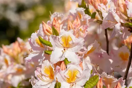 Rhododendron (AK) 'M?we' - 60 CM STEM C6.5 - image 5