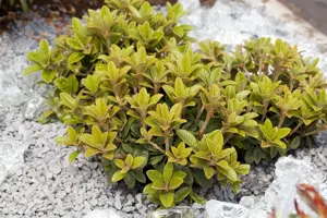 Rhododendron (AK) 'Marlies' - 25-30 CM RB - image 3