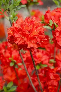 Rhododendron (AK) 'Nabucco' - 5 Ltr pot - image 2