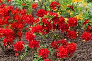 Rhododendron (AK) 'Nabucco'