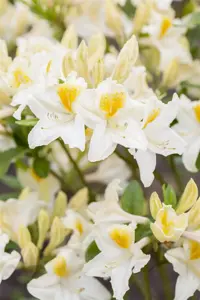 Rhododendron (AK) 'Persil' - 5 Ltr pot - image 2
