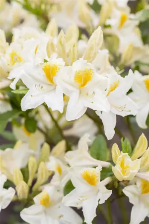 Rhododendron (AK) 'Persil' - 40-50 CM C5 - image 2