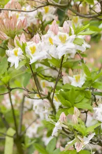 Rhododendron (AK) 'Persil' - 40-50 CM C5 - image 3