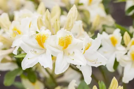 Rhododendron (AK) 'Persil' - 40-50 CM C5 - image 1