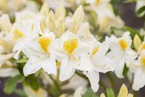 Rhododendron (AK) 'Persil' - 40-50 CM C5 - image 1