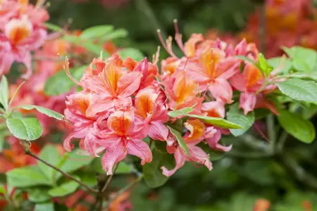 Rhododendron (AK) 'Pink Delight' - P13