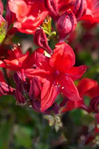 Rhododendron (AK) 'Royal Command'