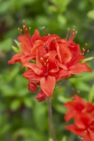 Rhododendron (AK) 'Royal Command' - 30-40 CM C5 - image 3
