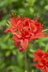 Rhododendron (AK) 'Royal Command' - 30-40 CM C5 - image 3