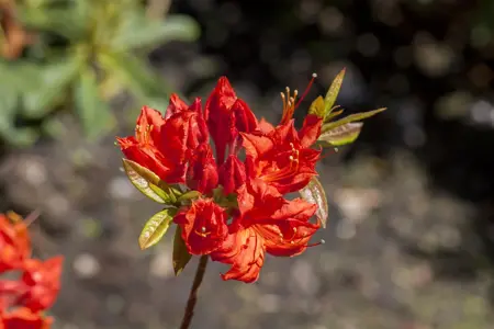 Rhododendron (AK) 'Royal Command' - 30-40 CM C5 - image 2