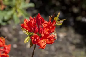 Rhododendron (AK) 'Royal Command' - 30-40 CM C5 - image 2