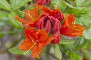 Rhododendron (AK) 'Royal Command' - 30-40 CM C5 - image 4