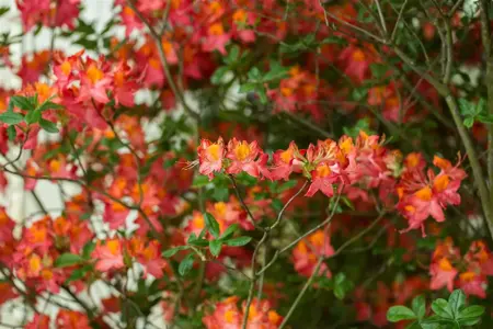 Rhododendron (AK) 'Royal Command' - 30-40 CM C5 - image 5