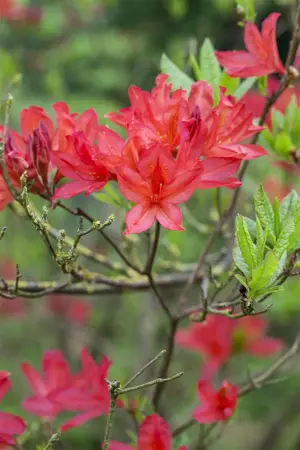Rhododendron (AK) 'Satan' - 5 Ltr pot - image 2