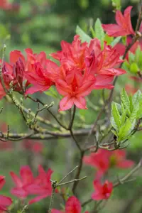 Rhododendron (AK) 'Satan' - 5 Ltr pot - image 2