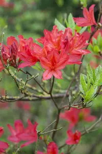 Rhododendron (AK) 'Satan' - 80-100 CM C25