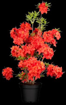 Rhododendron (AK) 'Satan' - 80-100 CM C18 - image 1