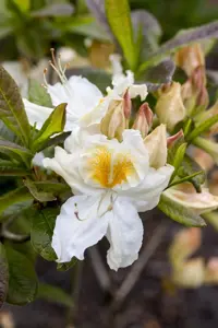 Rhododendron (AK) 'Silver Slipper'