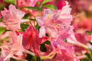 Rhododendron (AK) 'Strawberry Ice'