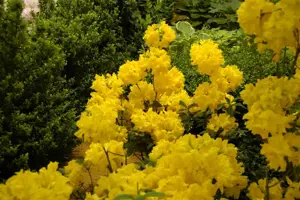 Rhododendron (AK) 'Sun Chariot'