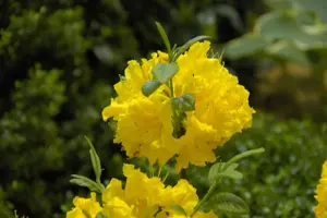 Rhododendron (AK) 'Sun Chariot' - 30-40 CM C5 - image 2