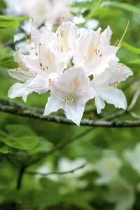 Rhododendron (AK) 'Whitethroat'