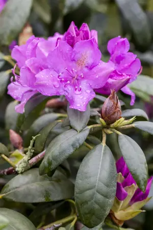 Rhododendron 'Alfred' - 50-60 CM C20 - image 3