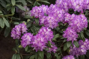 Rhododendron 'Alfred' - 5 Ltr pot - image 1