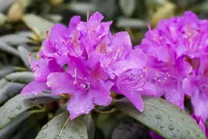 Rhododendron 'Alfred' - 50-60 CM C20 - image 4