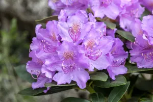 Rhododendron 'Alfred' - 50-60 CM C20 - image 5