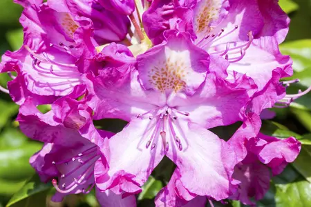 Rhododendron 'Alfred' - 3 Ltr pot - image 5
