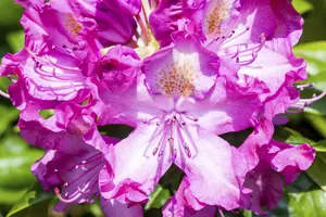 Rhododendron 'Alfred' - 3 Ltr pot - image 5