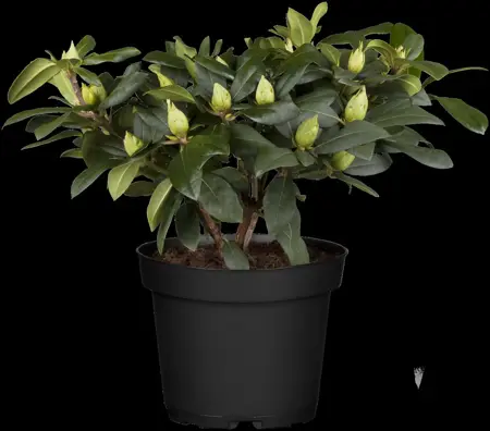 Rhododendron 'Alfred' - 5 Ltr pot - image 2